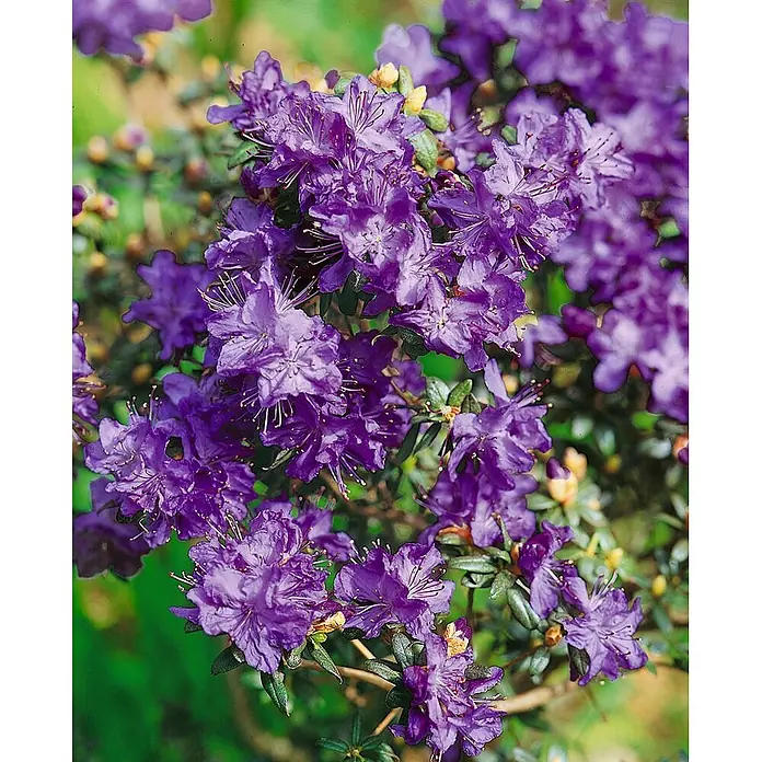 Pflanzen für dich Rhododendron 15-20 cm - Rhododendron russatum 'Azurwolke', Blütenfarbe: Blau - Üppiger Cluster leuchtend violetter Rhododendronblüten mit zarten Staubgefäßen.
