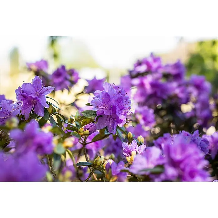 Pflanzen für dich Zwergrhododendron 30-40 cm - Rhododendron impeditum 'Luisella', Violett - Nahaufnahme leuchtend violetter Rhododendronblüten in voller Blüte vor unscharfem natürlichen Hintergrund.