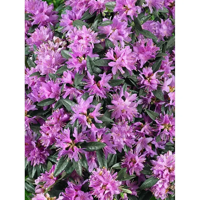 Pflanzen für dich Rhododendron 15-20 cm - Rhododendron russatum 'Azurwolke', Blütenfarbe: Blau - Dichte Ansammlung leuchtend violetter Blüten mit dunkelgrünen Blättern.