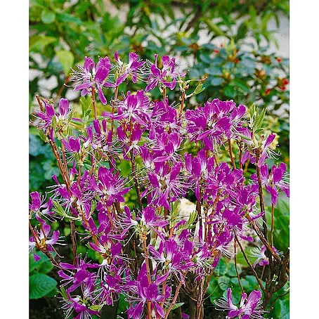 Pflanzen für dich  Rhododendron 40-50 cm