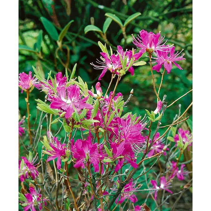 Pflanzen für dich Rhododendron 50-60 cm - Rhododendron canadense, Blütenfarbe: Rosa - Kräftige magentafarbene Blüten mit langen Staubblättern in voller Blüte.