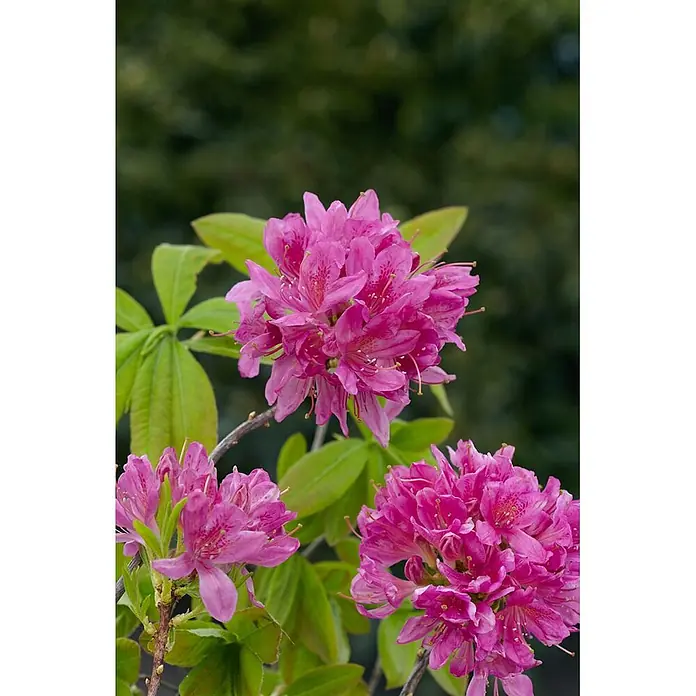 Pflanzen für dich Rhododendron 50-60 cm - Rhododendron canadense, Blütenfarbe: Rosa - Bündel leuchtend pinkfarbener Blüten mit grünen Blättern.
