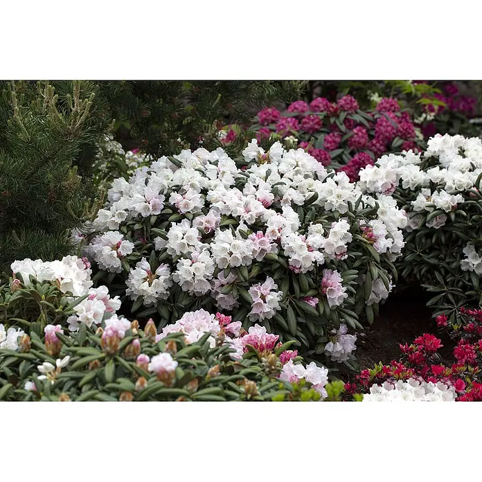 Pflanzen für dich Rhododendron 30-40 cm - Rhododendron yakushimanum 'Koichiro Wada', Blütenfarbe: Weiß - Üppige weiße und rosafarbene Rhododendronbüsche in voller Blüte, umgeben von grünem Laub und anderen bunten Rhododendren in einem Garten.