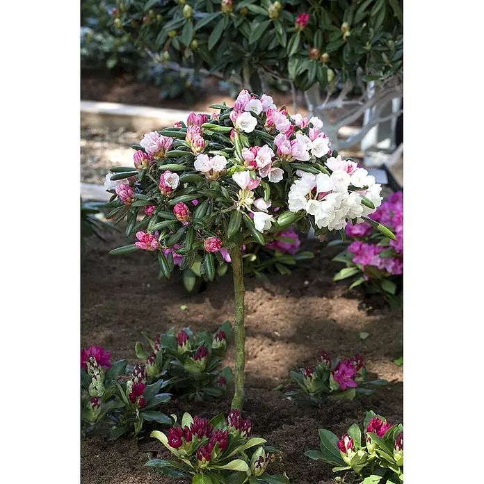 Pflanzen für dich Rhododendron 30-40 cm - Rhododendron yakushimanum 'Koichiro Wada', Blütenfarbe: Weiß - Rhododendron-Hochstamm mit rosa-weißen Blüten, in einem Garten mit weiteren Rhododendronknospen und Blüten.