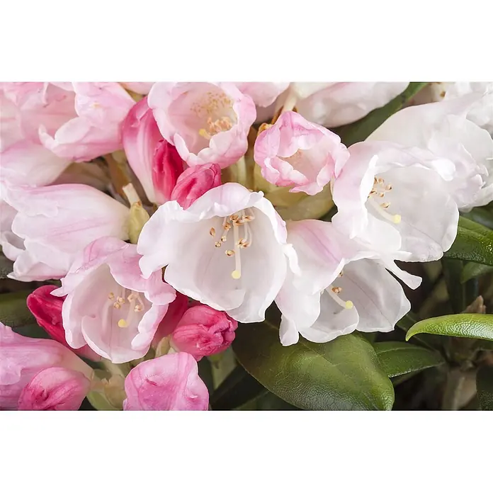 Pflanzen für dich Rhododendron 30-40 cm - Rhododendron yakushimanum 'Koichiro Wada', Blütenfarbe: Weiß - Nahaufnahme von rosa und weißen glockenförmigen Rhododendronblüten mit sichtbaren Staubgefäßen, zusammen mit rosa Knospen und grünen Blättern.
