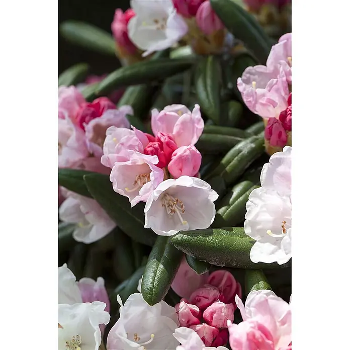 Pflanzen für dich Rhododendron 30-40 cm - Rhododendron yakushimanum 'Koichiro Wada', Blütenfarbe: Weiß - Nahaufnahme von rosa und weißen Blüten, die zwischen dunkelgrünen Blättern blühen.