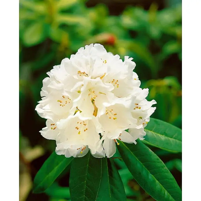 Pflanzen für dich Rhododendron 30-40 cm - Rhododendron 'Helene Schiffner', Blütenfarbe: Weiß - Weißer Blütenstand mit auffälligen Staubblättern, umgeben von grünen Blättern.