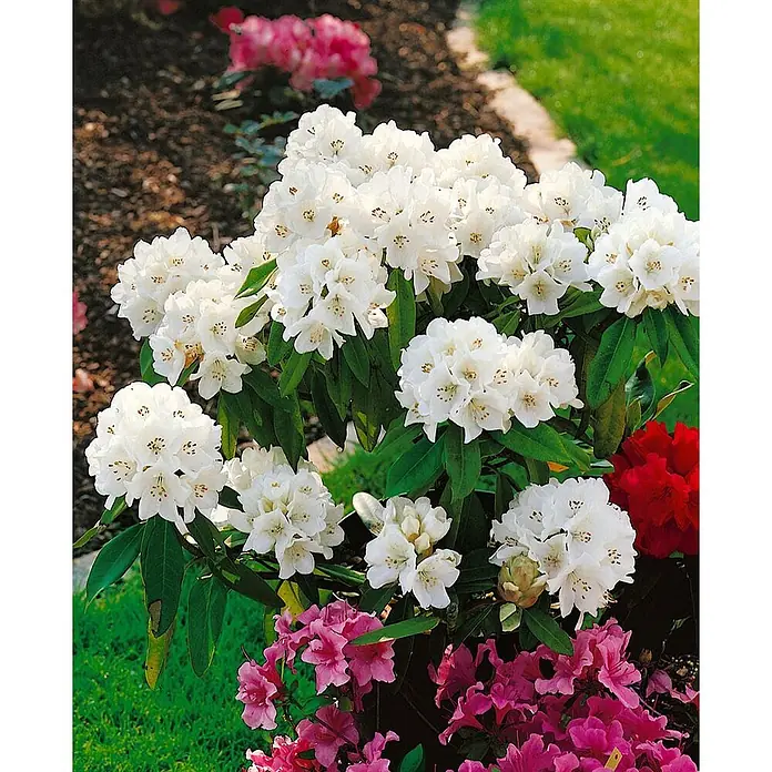 Pflanzen für dich Rhododendron 30-40 cm - Rhododendron 'Helene Schiffner', Blütenfarbe: Weiß - Leuchtend weiße Rhododendronblüten in voller Blüte, umgeben von kleineren rosa und roten Blumen im Garten.
