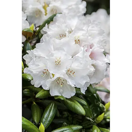 Pflanzen für dich  Rhododendron 30-40 cm