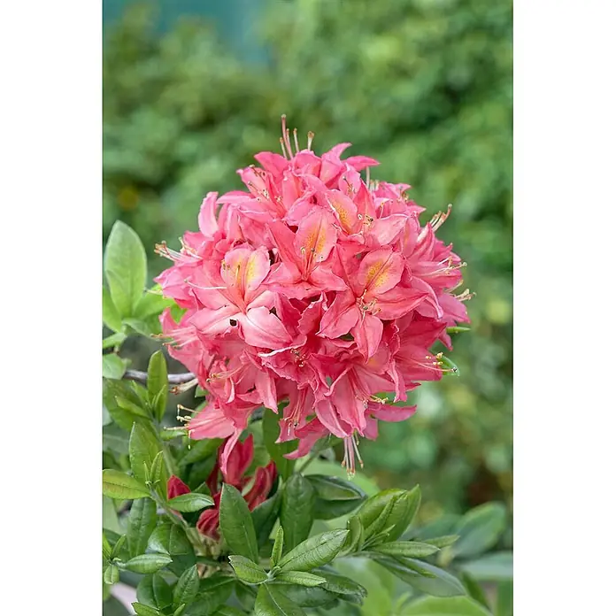Pflanzen für dich Rhododendron 50-60 cm - Rhododendron viscosum 'Jolie Madame', Blütenfarbe: Weiß - Eine lebendige Ansammlung rosafarbener Blüten mit gelben Zentren und grünen Blättern.