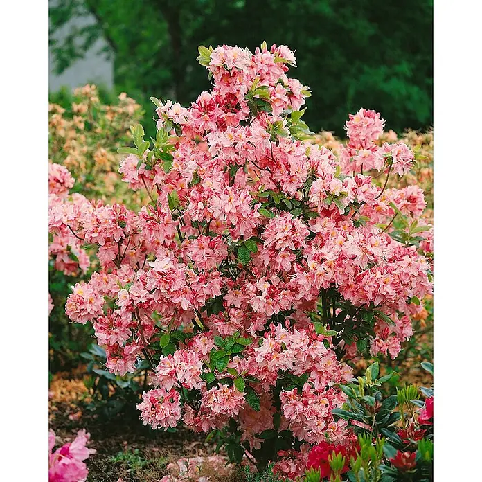 Pflanzen für dich Rhododendron 50-60 cm - Rhododendron viscosum 'Jolie Madame', Blütenfarbe: Weiß - Dichter Blütenstrauch mit gerüschten rosa Blüten und grünen Blättern.