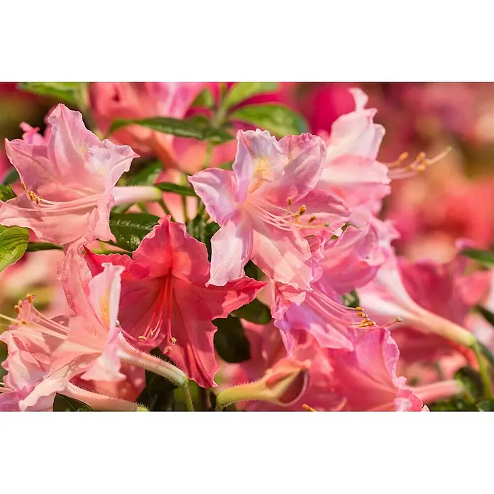 Pflanzen für dich Rhododendron 50-60 cm - Rhododendron viscosum 'Jolie Madame', Blütenfarbe: Weiß - Lebhaft rosa blühende Blumen mit grünen Blättern.
