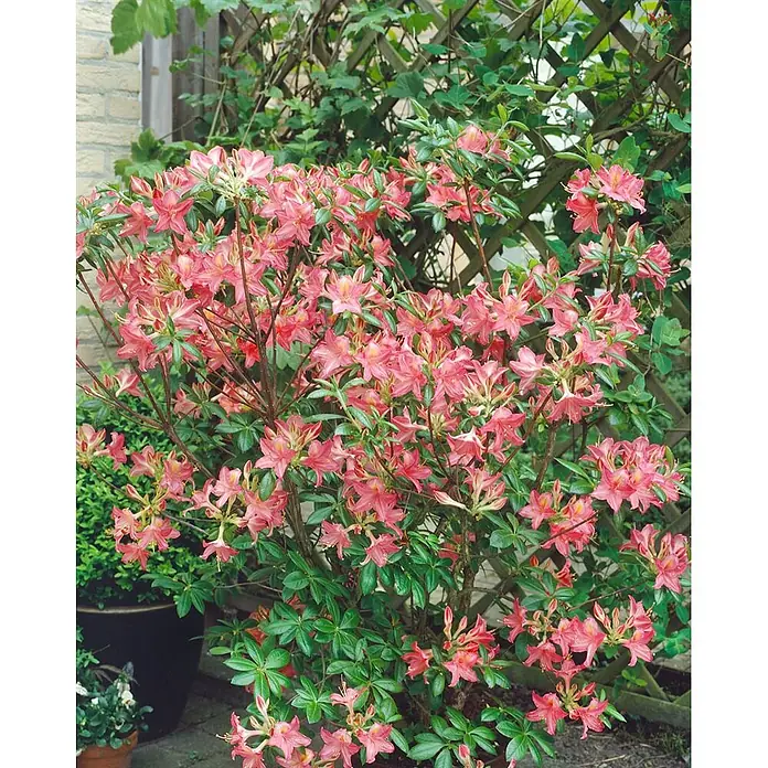 Pflanzen für dich Rhododendron 50-60 cm - Rhododendron viscosum 'Jolie Madame', Blütenfarbe: Weiß - Leuchtend pinkfarbener Azaleenstrauch mit grünen Blättern, voll blühend in einem Garten.