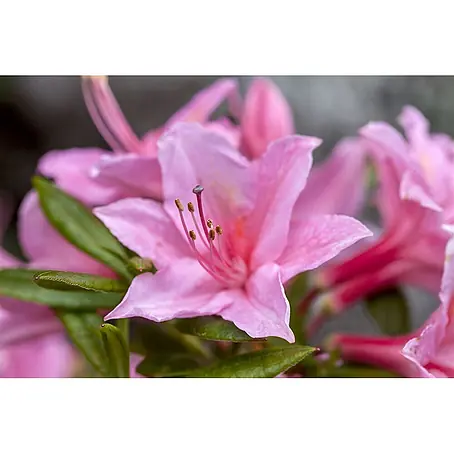 Pflanzen für dich  Rhododendron 50-60 cm
