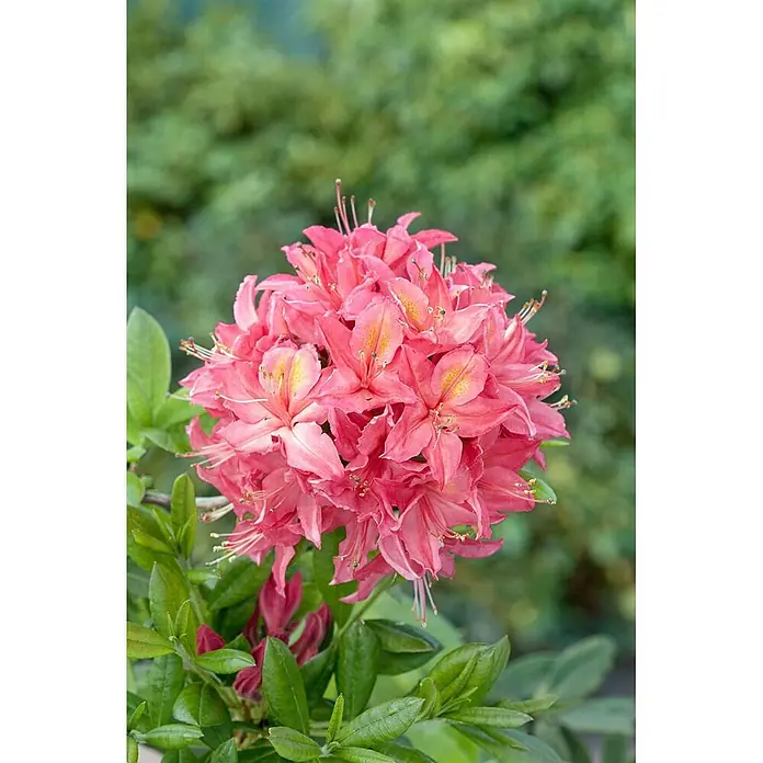 Pflanzen für dich Rhododendron 50-60 cm - Rhododendron viscosum 'Jolie Madame', Blütenfarbe: Weiß - Eine lebendige Gruppe rosa Azaleenblüten mit gelben Zentren und grünen Blättern.