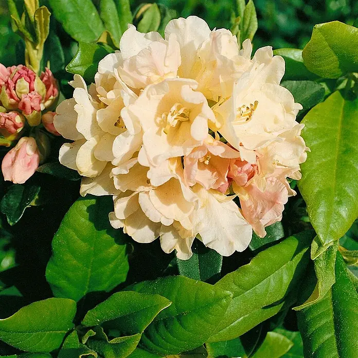 Pflanzen für dich Rhododendron 20-25 cm - Rhododendron yakushimanum 'Golden Torch', Blütenfarbe: Gelb - Eine Gruppe cremefarbener Blüten mit gelblichen und rosa Akzenten, umgeben von grünen Blättern und rosa Knospen.