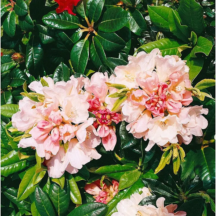 Pflanzen für dich Rhododendron 20-25 cm - Rhododendron yakushimanum 'Golden Torch', Blütenfarbe: Gelb - Nahaufnahme von leuchtend rosa Blüten mit dunkleren rosafarbenen Zentren, umgeben von glänzenden dunkelgrünen Blättern.