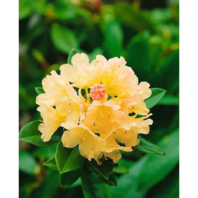Pflanzen für dich Rhododendron 20-25 cm - Rhododendron yakushimanum 'Golden Torch', Blütenfarbe: Gelb - Leuchtend gelbe Rhododendron-Blütenbüschel mit rosa-orangem Zentrum und Tautropfen.