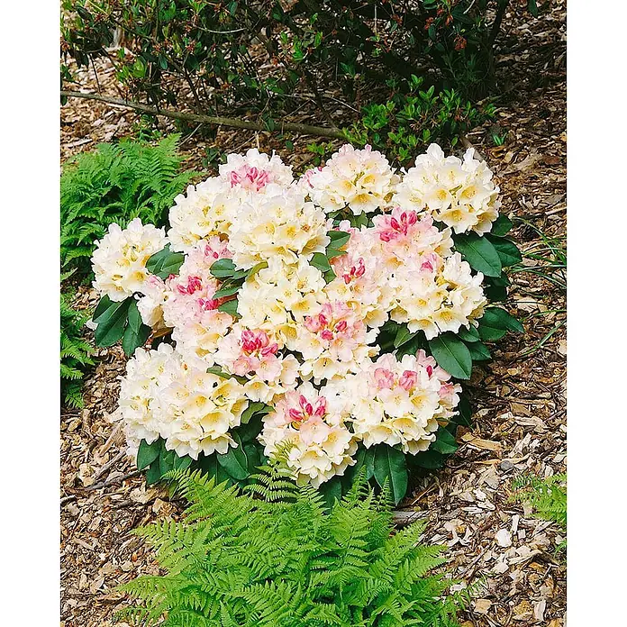 Pflanzen für dich Rhododendron 20-25 cm - Rhododendron yakushimanum 'Golden Torch', Blütenfarbe: Gelb - Ein buschiger Rhododendron mit cremeweißen Blüten und rosa Akzenten, blühend zwischen Farnen und Mulch.