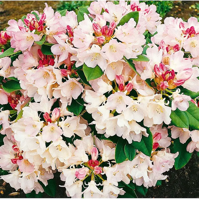 Pflanzen für dich Rhododendron 20-25 cm - Rhododendron yakushimanum 'Golden Torch', Blütenfarbe: Gelb - Nahaufnahme zahlreicher hellrosa und weißer Rhododendronblüten mit rötlichen Knospen und grünen Blättern.