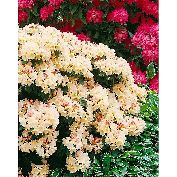 Pflanzen für dich Rhododendron 20-25 cm - Rhododendron yakushimanum 'Golden Torch', Blütenfarbe: Gelb - Nahaufnahme eines großen Busches hellgelber Rhododendronblüten in voller Blüte, mit pinken Rhododendren und grünem Laub im Hintergrund.