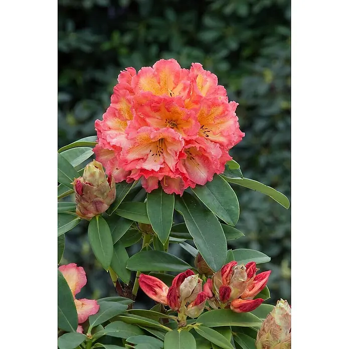Pflanzen fr dich Rhododendron 30-40 cm online kaufen bei BAUHAUS