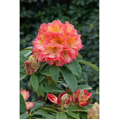 Pflanzen für dich  Rhododendron 30-40 cm