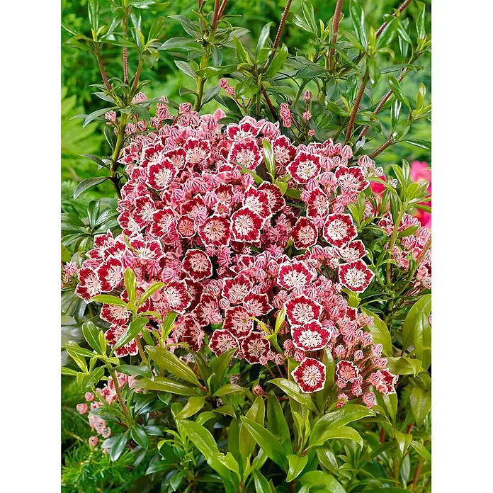 Pflanzen für dich Rhododendron 20-30 cm - Kalmia latifolia 'Bandeau', Blütenfarbe: Mehrfarbig - Immergrüner Strauch mit rosa-weißen Blütenbüscheln, roten Sternmustern und glänzenden grünen Blättern.