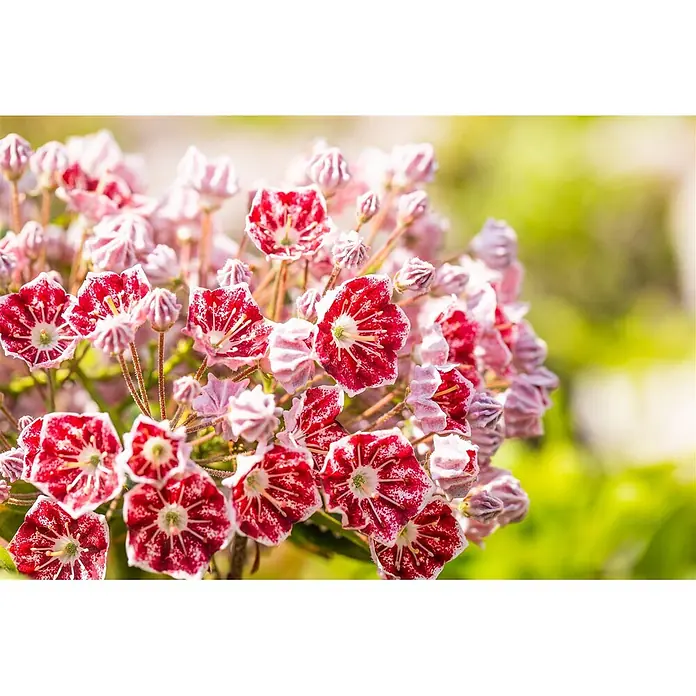 Pflanzen für dich Rhododendron 25-30 cm - Kalmia latifolia 'Minuet', Blütenfarbe: Mehrfarbig - Nahaufnahme von leuchtend rot-weiß gesprenkelten Blüten mit rosa Knospen, in einem Cluster blühend.