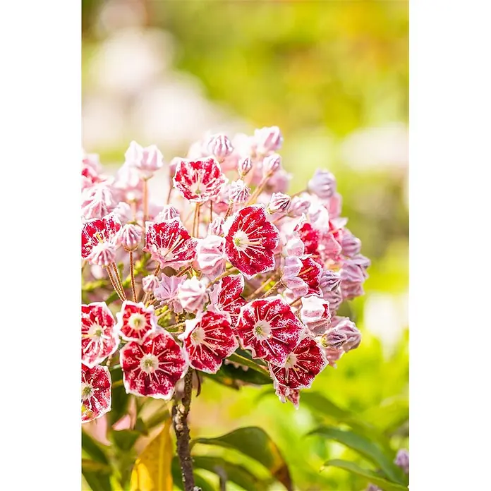 Pflanzen für dich Rhododendron 25-30 cm - Kalmia latifolia 'Minuet', Blütenfarbe: Mehrfarbig - Eine Gruppe leuchtend roter und weißer Blüten mit sternförmigen Mustern und rosa Knospen.