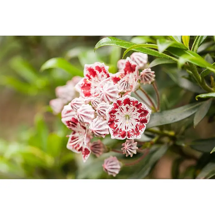 Pflanzen für dich Rhododendron 20-30 cm - Kalmia latifolia 'Bandeau', Blütenfarbe: Mehrfarbig - Büschel weiß-rot gemusterter Blüten mit Knospen.