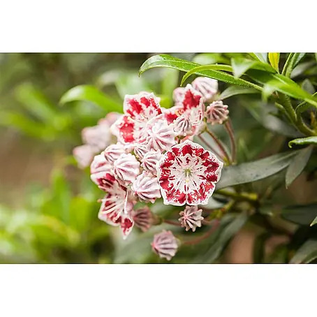 Pflanzen für dich  Rhododendron 25-30 cm