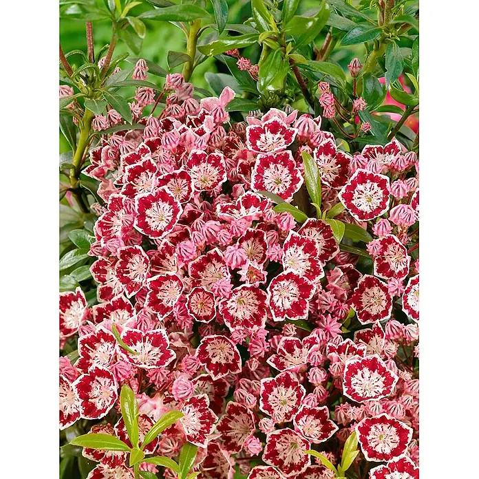 Pflanzen für dich Rhododendron 25-30 cm - Kalmia latifolia 'Minuet', Blütenfarbe: Mehrfarbig - Nahaufnahme von leuchtend rosa-roten Blüten mit weißen Zentren, auf einer grünblättrigen Pflanze.