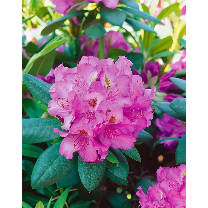 Pflanzen für dich Rhododendron 30-40 cm - Rhododendron 'Effner', Blütenfarbe: Rosa - Leuchtend pinke Rhododendronblüten in voller Blüte zwischen grünen Blättern, eine üppige Gartenpflanze zeigend.