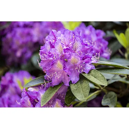 Pflanzen für dich  Rhododendron 30-40 cm