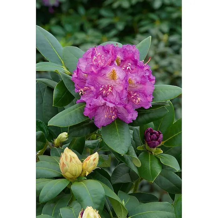 Pflanzen für dich Rhododendron 30-40 cm - Rhododendron 'Effner', Blütenfarbe: Rosa - Lebendige lila Rhododendronblüten mit gelben Flecken, umgeben von grünen Blättern und Knospen.