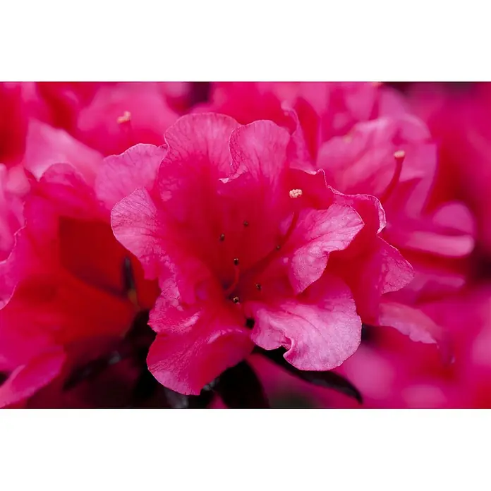 Pflanzen für dich Rhododendron 20-25 cm - Rhododendron obtusum 'Maruschka', Blütenfarbe: Rot - Nahaufnahme leuchtend rosafarbener Blüten mit zarten Blütenblättern und sichtbaren Staubgefäßen.