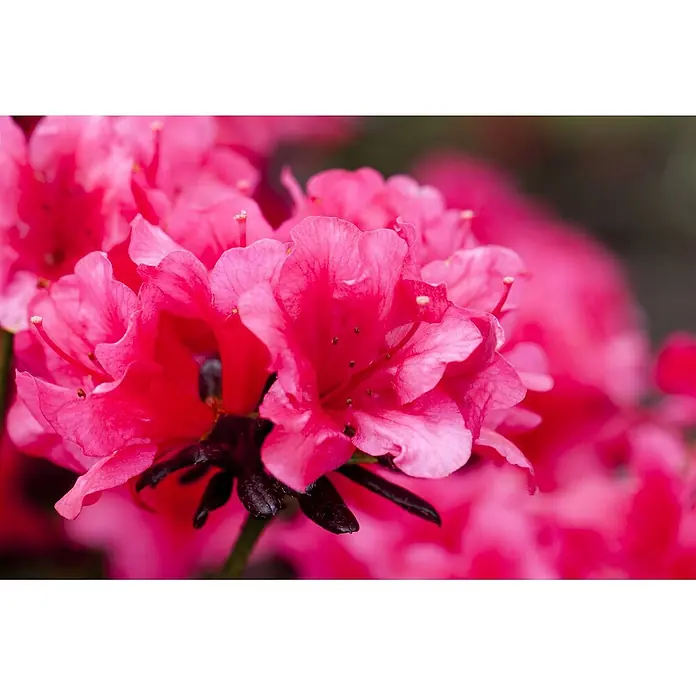 Pflanzen für dich Rhododendron 20-25 cm - Rhododendron obtusum 'Maruschka', Blütenfarbe: Rot - Leuchtend pinke Blüten mit dunklen Stielen in Nahaufnahme.