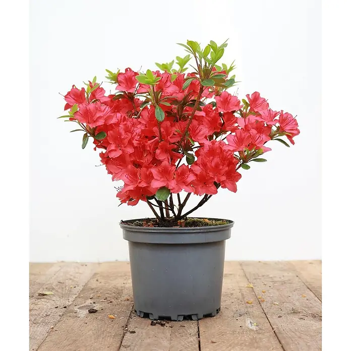 Pflanzen für dich Rhododendron 20-25 cm - Rhododendron obtusum 'Maruschka', Blütenfarbe: Rot - Eine leuchtend rote Azaleenpflanze in voller Blüte, in einem grauen Kunststofftopf.
