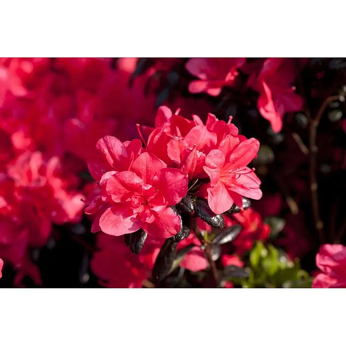 Pflanzen für dich Rhododendron 20-25 cm - Rhododendron obtusum 'Maruschka', Blütenfarbe: Rot - Leuchtend rote Azaleenblüten mit dunklen Blättern.