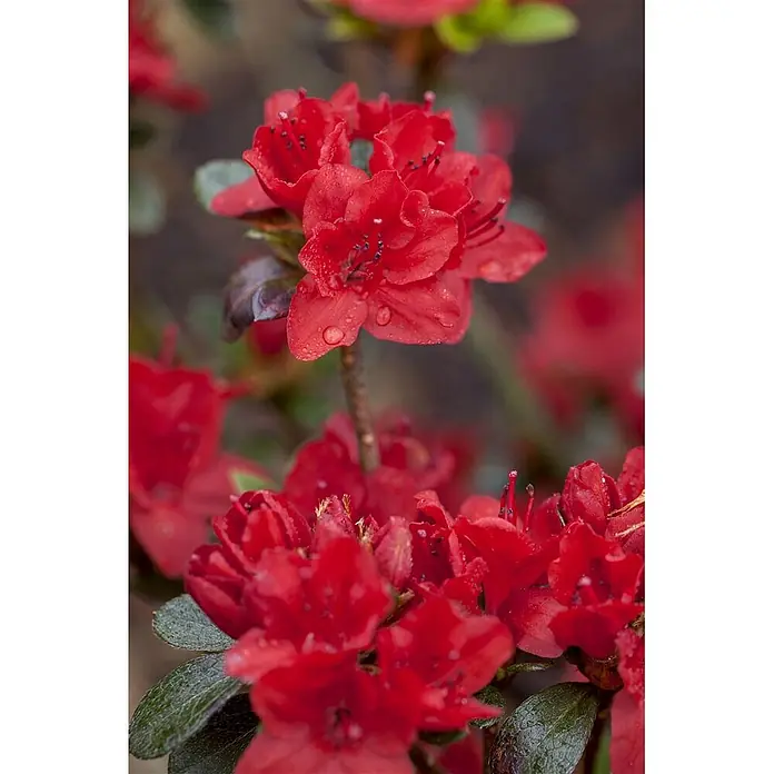 Pflanzen für dich Rhododendron 20-25 cm - Rhododendron obtusum 'Maruschka', Blütenfarbe: Rot - Rote Blüten mit Wassertropfen auf leuchtenden Blütenblättern und dunkelgrünen Blättern.