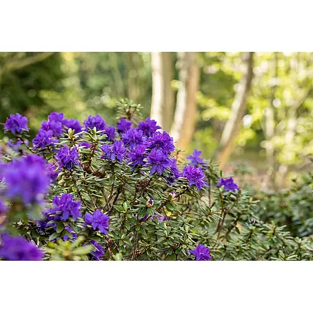 Pflanzen für dich  Rhododendron 20- 25 cm