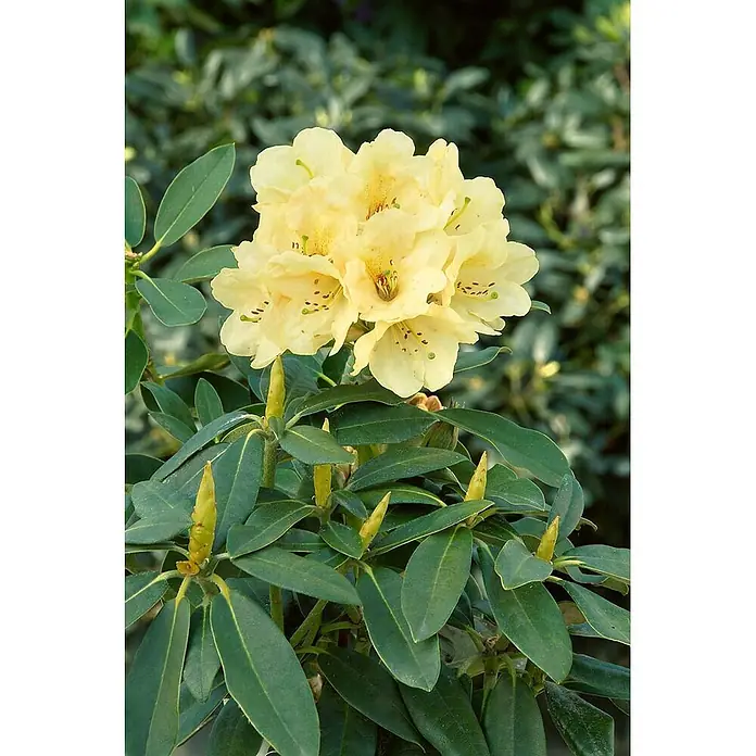 Pflanzen für dich Rhododendron 30-40 cm - Rhododendron 'Stadt Westerstede', Blütenfarbe: Gelb - Eine Gruppe hellgelber Rhododendronblüten mit dunkelgrünen Blättern und gelbgrünen Knospen.