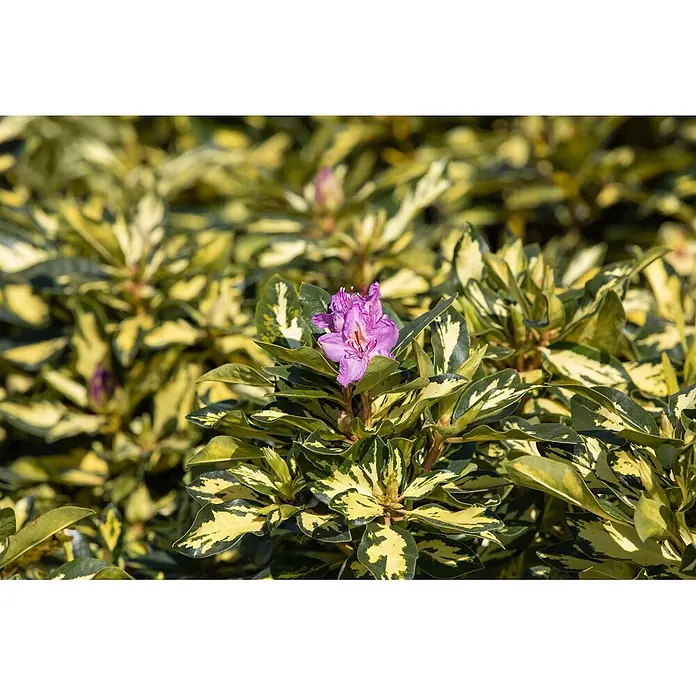 Pflanzen für dich Rhododendron 30-40 cm - Rhododendron 'Blattgold', Blütenfarbe: Weiß - Eine panaschierte Pflanze mit grün-gelben Blättern und einer leuchtend lila Blüte.