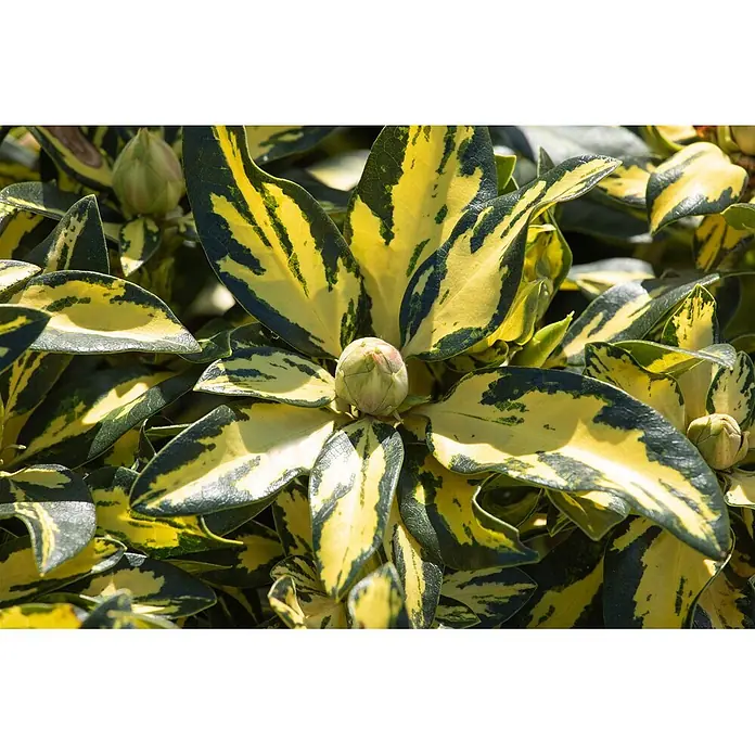 Pflanzen für dich Rhododendron 30-40 cm - Rhododendron 'Blattgold', Blütenfarbe: Weiß - Nahaufnahme einer Pflanze mit gelb-dunkelgrün panaschierten Blättern und einer hellgrünen Knospe.