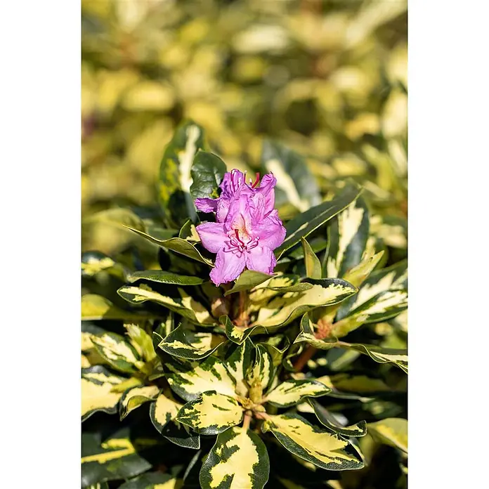 Pflanzen für dich Rhododendron 30-40 cm - Rhododendron 'Blattgold', Blütenfarbe: Weiß - Leuchtend violette Rhododendronblüte blüht zwischen markanten grün-gelb panaschierten Blättern.