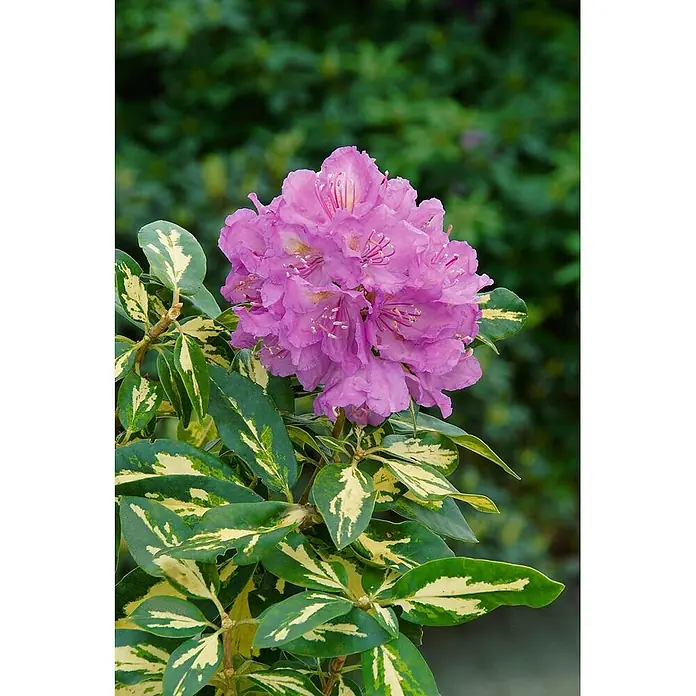 Pflanzen für dich Rhododendron 30-40 cm - Rhododendron 'Blattgold', Blütenfarbe: Weiß - Nahaufnahme einer leuchtend pink/lila Rhododendron-Blütenbüschel mit markanten grün-gelb panaschierten Blättern.