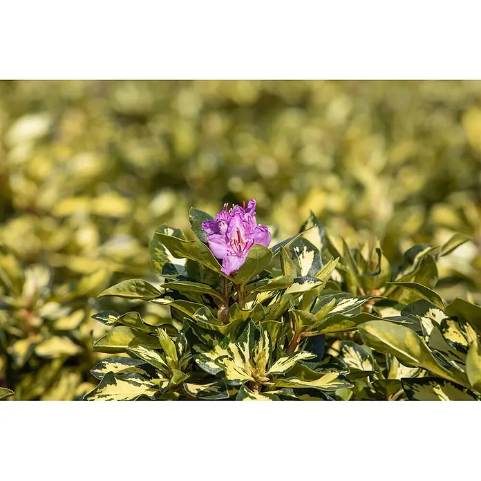 Pflanzen für dich Rhododendron 30-40 cm - Rhododendron 'Blattgold', Blütenfarbe: Weiß - Lila Rhododendronblüte mit grün-gelb panaschierten Blättern.