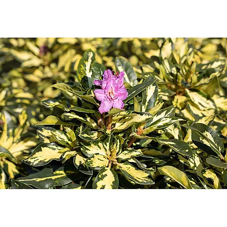 Pflanzen für dich  Rhododendron 30-40 cm