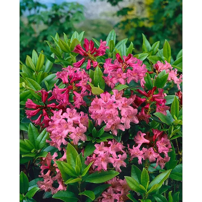 Pflanzen für dich Rhododendron 12-15 cm - Rhododendron ferrugineum, Blütenfarbe: Rosa - Pinkfarbene und tiefrosa Rhododendronblüten auf einem üppigen grünen Strauch.